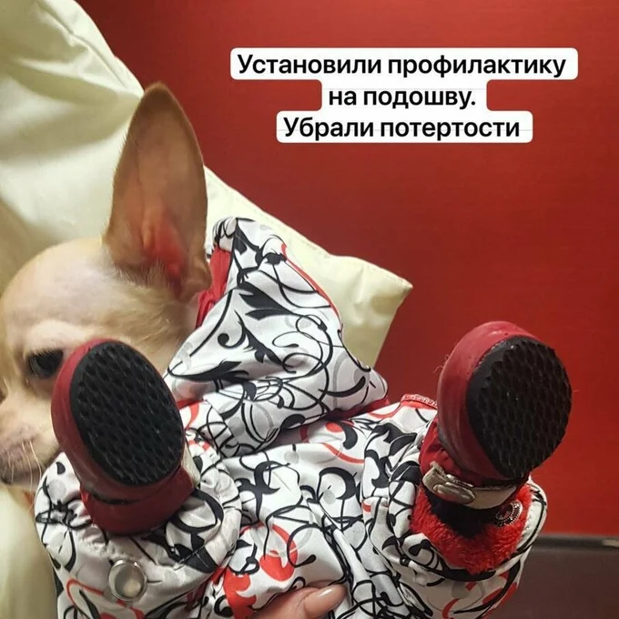 РЕМОНТ ОБУВИ & АКСЕССУАРОВ
ДЛЯ СОБАК